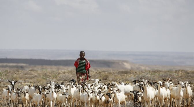 Mundo – Sequía en Somalia: 4,61 millones de afectados por la escasez de agua y alimentos (EFE Verde)