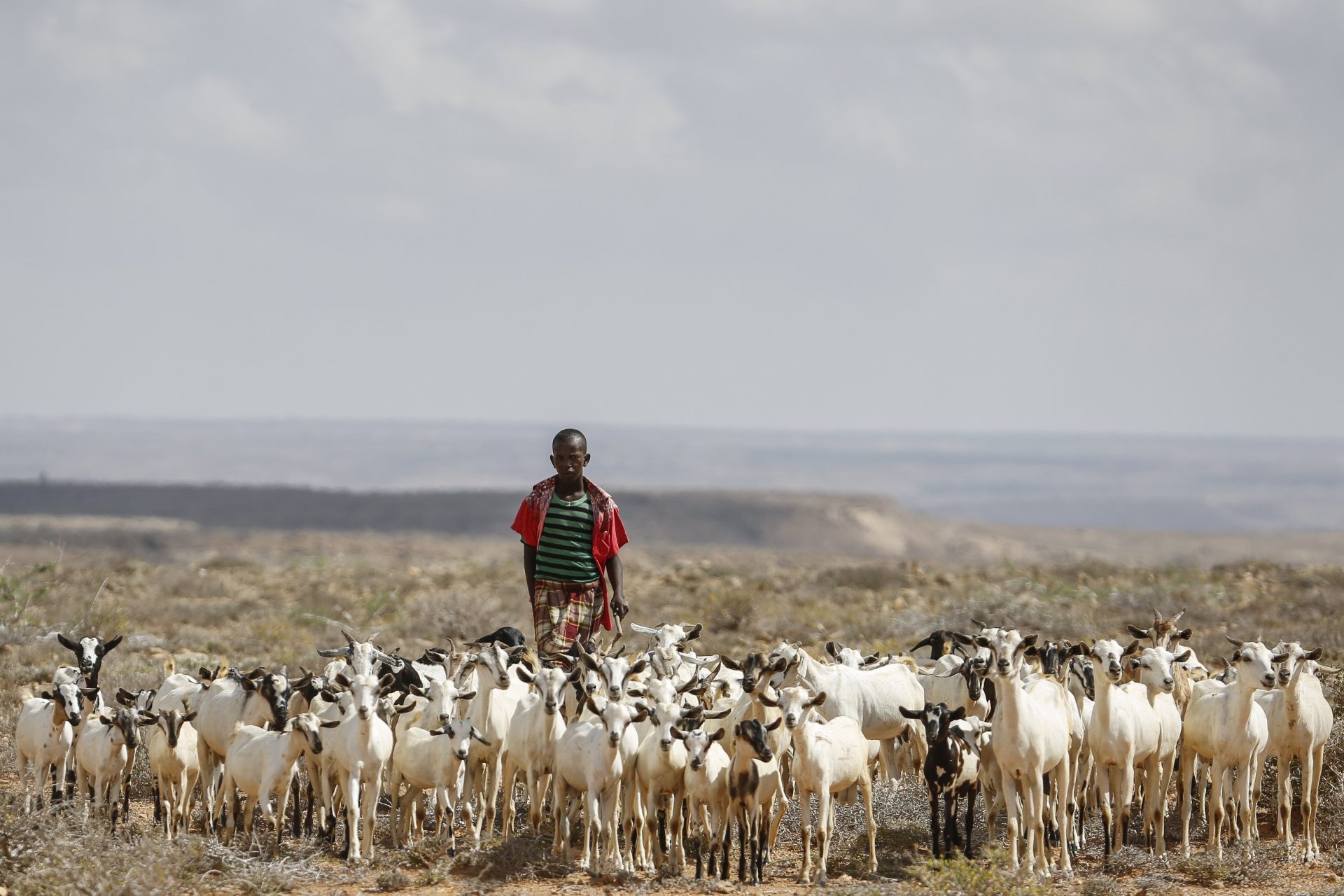 Mundo – Sequía en Somalia: 4,61 millones de afectados por la escasez de agua y alimentos (EFE Verde)