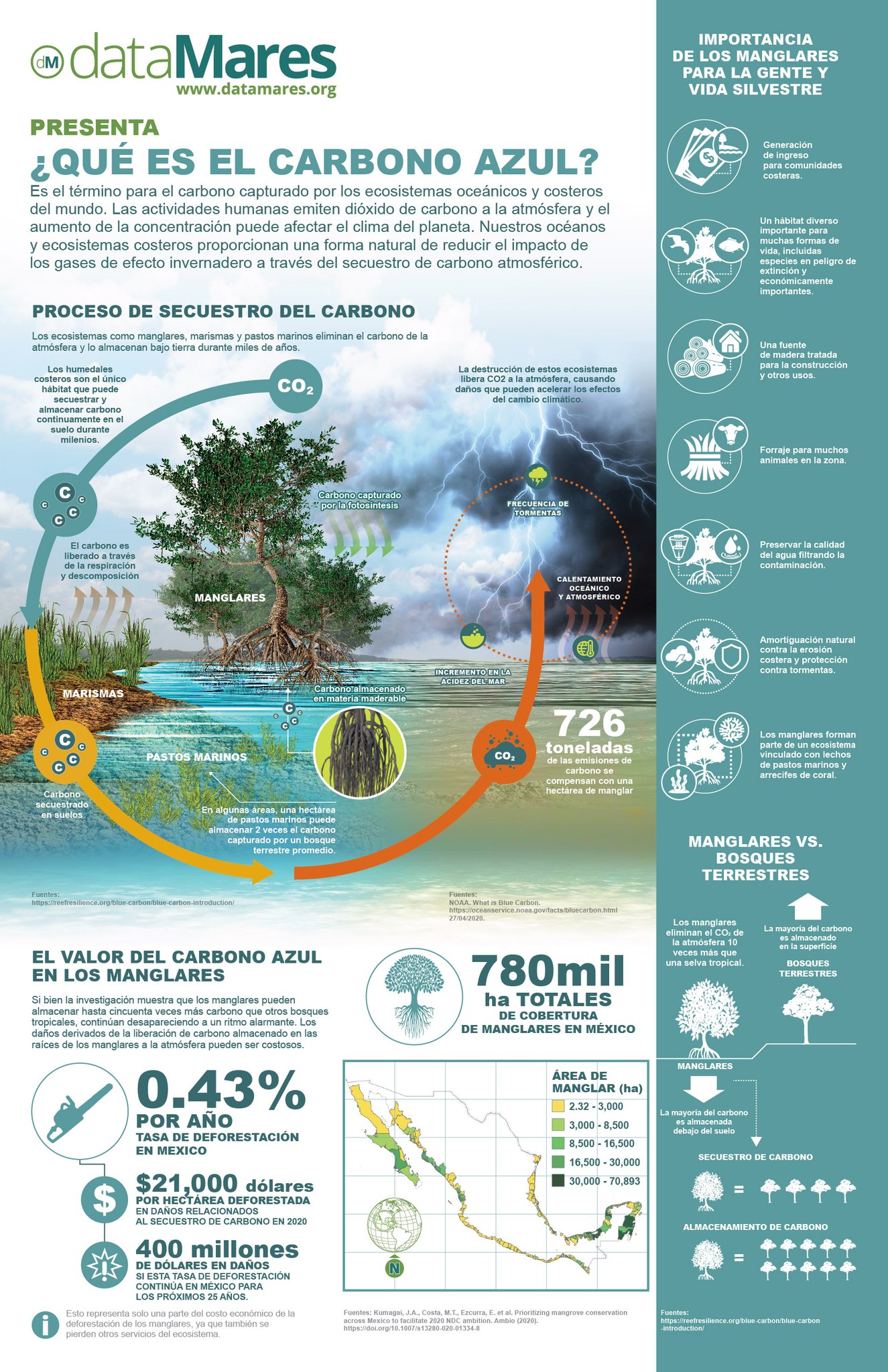Infografía: ¿Qué es el carbono azul? (DataMares)