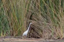 Michoacan – Sanearán aguas residuales en Cojumatlán con humedales artificiales (El Sol de Zamora)