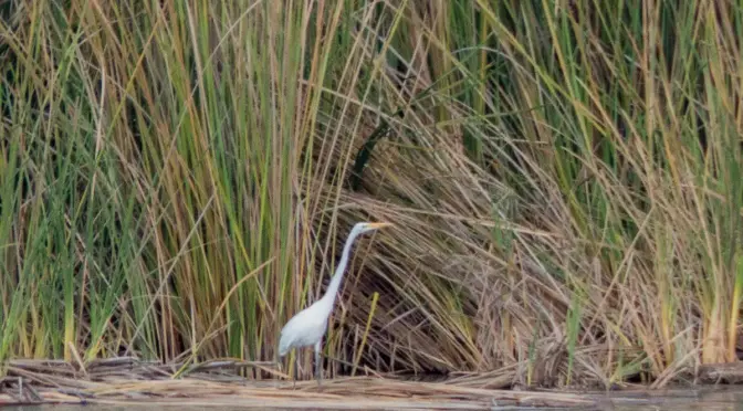 Michoacan – Sanearán aguas residuales en Cojumatlán con humedales artificiales (El Sol de Zamora)
