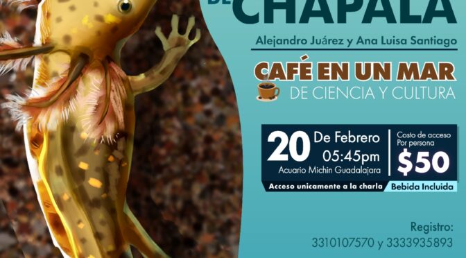 El ajolote de Chapala (Acuario Michin Guadalajara y Corazón de la Tierra Instituto Ambiental)