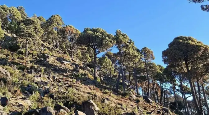 Chiapas-Deforestación en el volcán Tacaná pone en riesgo el abasto de agua en el Soconusco (Diario del Sur)