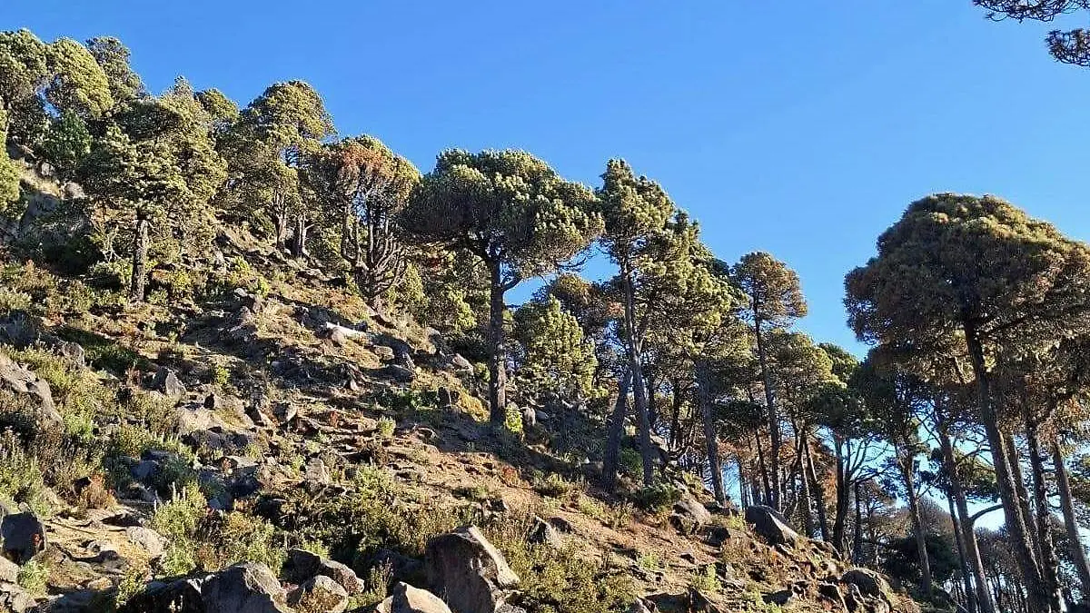 Chiapas-Deforestación en el volcán Tacaná pone en riesgo el abasto de agua en el Soconusco (Diario del Sur)