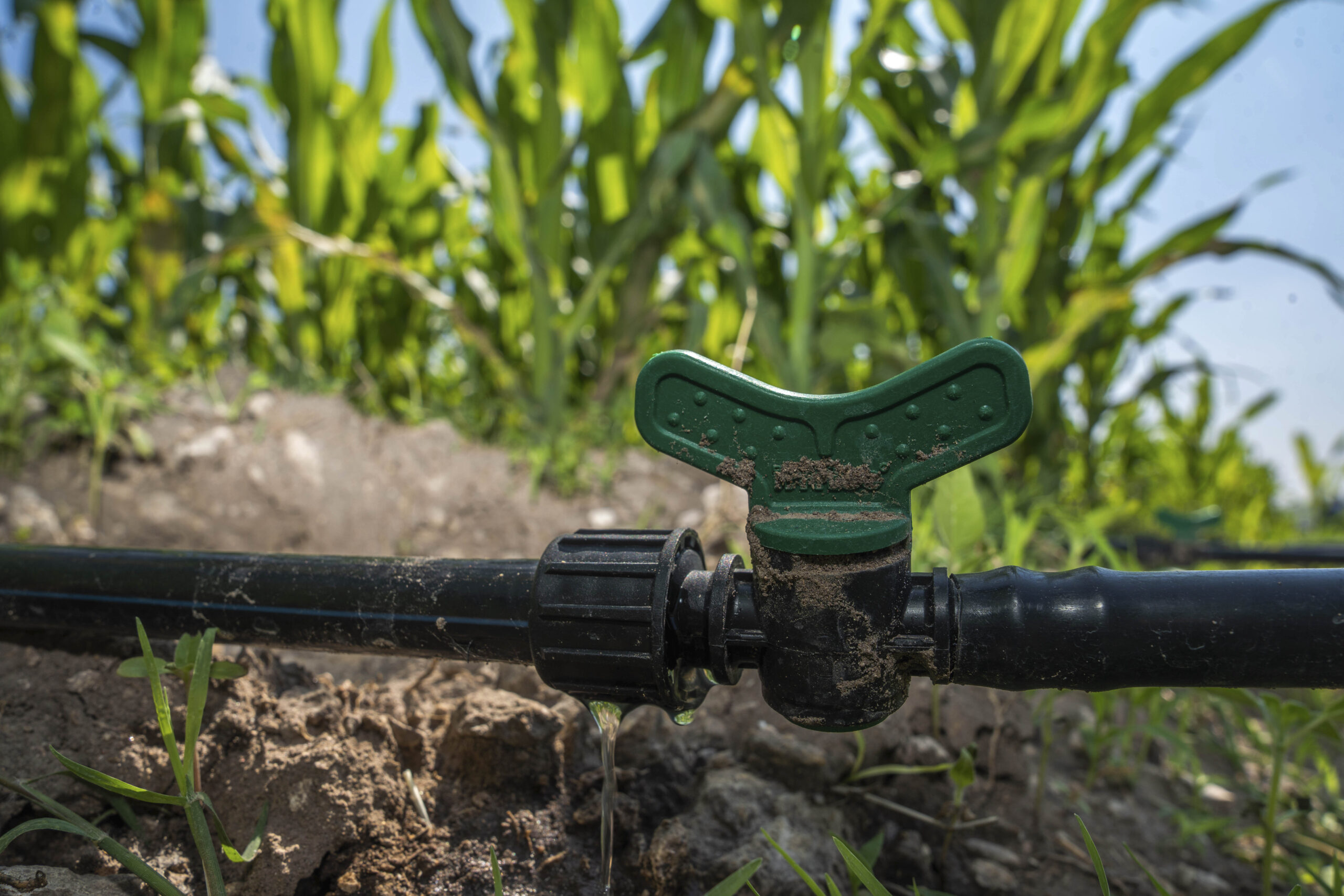 México-Gobierno de México llama a productoras y productores a regularizar concesiones de agua para acceder a programas federales (Gobierno de México)