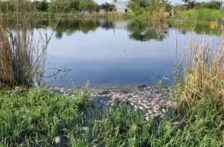 Veracrúz-Agua de planta de tratamiento no debe albergar peces; fueron introducidos sin permiso (+Noticias)