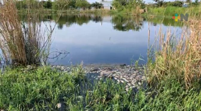 Veracrúz-Agua de planta de tratamiento no debe albergar peces; fueron introducidos sin permiso (+Noticias)