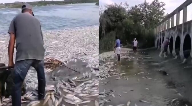 México–Preocupa mortandad de peces en cuerpos de agua de la región (El Mercurio)