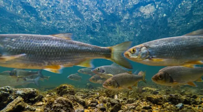 Mundo – Catástrofe en los ríos: casi la mitad de los peces de agua dulce en Europa al borde de la extinción (Meteored)