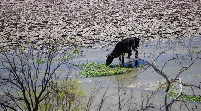 Chihuahua – Piden desviar volumen de agua de las presas hacia los ríos Conchos y San Pedro (El Heraldo de Chihuahua)