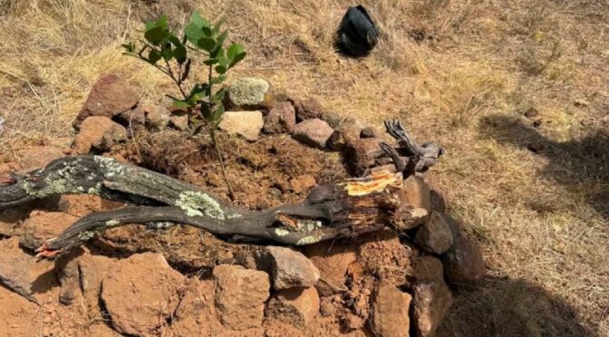 Guanajuato – Reforestan Sierra de Lobos para proteger la gran cuenca de agua de León (La Silla Rota)