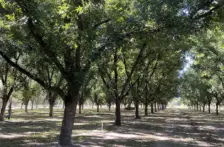 Chihuahua–Requieren modificar riego el 60% de nogaleros en Jiménez para optimizar uso de agua (El Sol de Parral)