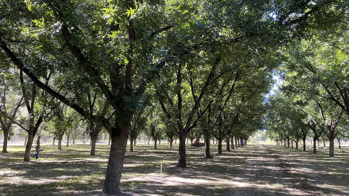 Chihuahua–Requieren modificar riego el 60% de nogaleros en Jiménez para optimizar uso de agua (El Sol de Parral)