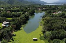 Nuevo León – Plaga de lirio acuático en presa de La Boca amenaza agua y fauna (El Horizonte)