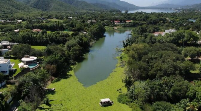 Nuevo León – Plaga de lirio acuático en presa de La Boca amenaza agua y fauna (El Horizonte)