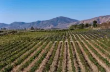 Baja California – Proyecto para llevar aguas tratadas a viñedos del Valle de Guadalupe sigue sin concretarse (El Imparcial)