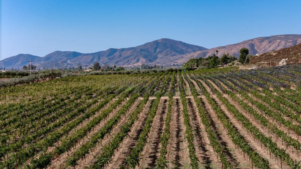Baja California – Proyecto para llevar aguas tratadas a viñedos del Valle de Guadalupe sigue sin concretarse (El Imparcial)