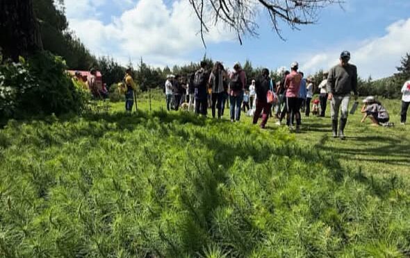 Michoacán-Alianza por la Conservación del Bosque, Suelo y Agua A.C. alista su reforestación anual (Informativo la Región)