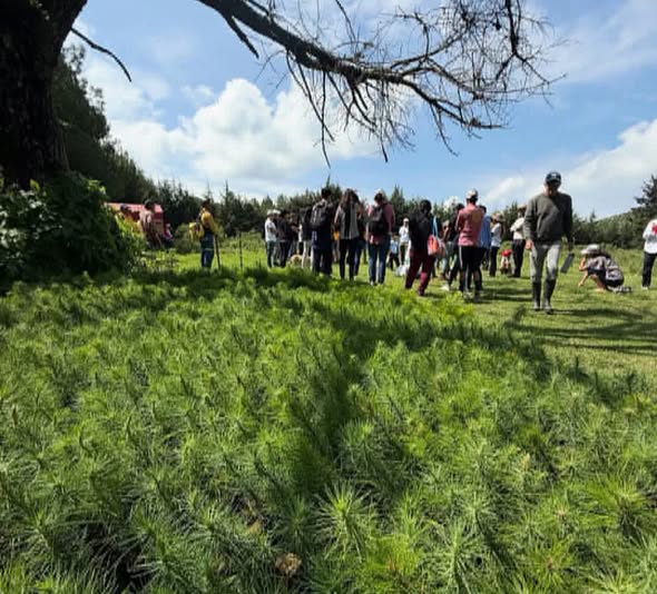 Michoacán-Alianza por la Conservación del Bosque, Suelo y Agua A.C. alista su reforestación anual (Informativo la Región)