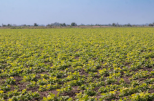 Sinaloa – Sinaloa adelanta planeación del ciclo agrícola 2026-2027 por mejores reservas de agua (El Sol de Sinaloa)