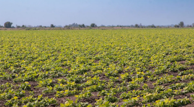 Sinaloa – Sinaloa adelanta planeación del ciclo agrícola 2026-2027 por mejores reservas de agua (El Sol de Sinaloa)
