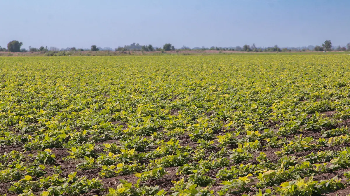 Sinaloa – Sinaloa adelanta planeación del ciclo agrícola 2026-2027 por mejores reservas de agua (El Sol de Sinaloa)