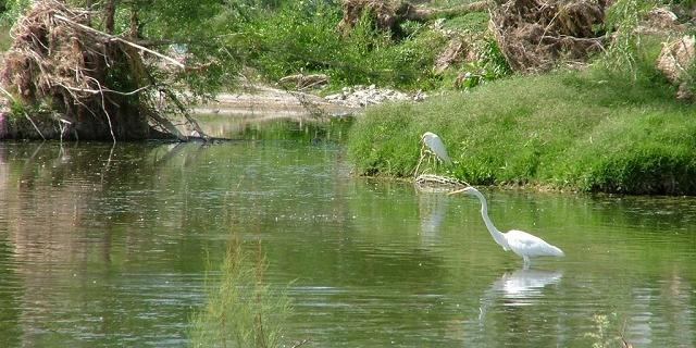 Chihuahua – Creciente del Río San Pedro llena de vida el paraje en Meoqui (Puente Libre)