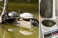 México–Compuesto usado en plásticos causa daño genético en tortugas de agua dulce (La Jornada)