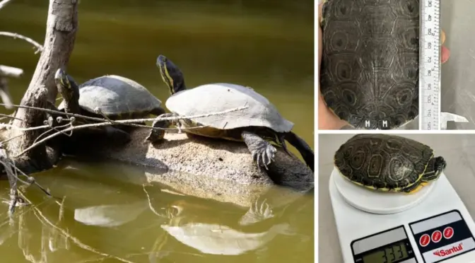 México–Compuesto usado en plásticos causa daño genético en tortugas de agua dulce (La Jornada)