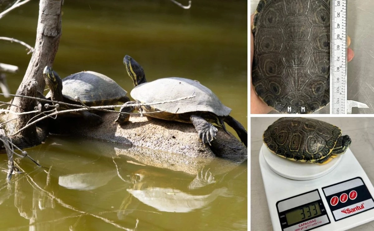 México–Compuesto usado en plásticos causa daño genético en tortugas de agua dulce (La Jornada)