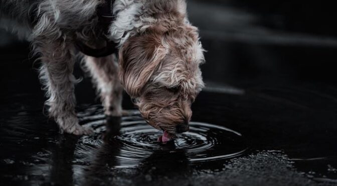Guadalajara-Ni a humanos ni a mascotas: el agua de la llave en Guadalajara no puede beberse (UDGTV)