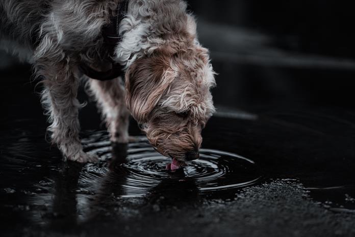 Guadalajara-Ni a humanos ni a mascotas: el agua de la llave en Guadalajara no puede beberse (UDGTV)