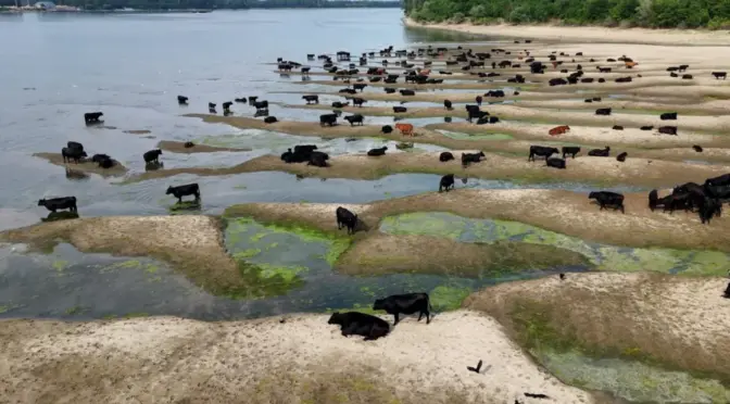 Internacional – El calor y la sequía reducen el caudal de los ríos de Europa y dejan casas flotantes varadas y cruceros inmovilizados (CNN)