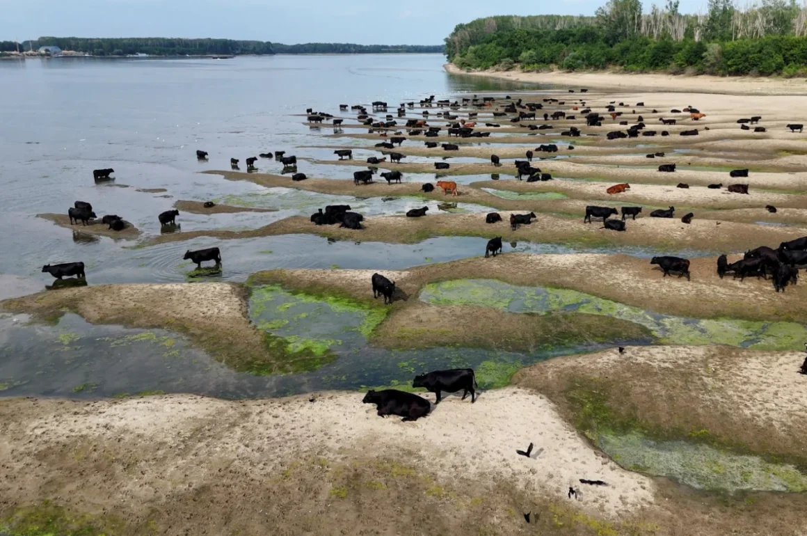 Internacional – El calor y la sequía reducen el caudal de los ríos de Europa y dejan casas flotantes varadas y cruceros inmovilizados (CNN)