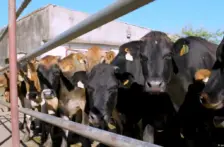 Internacional – Conservar el monte, conservar el agua (DW en Español)