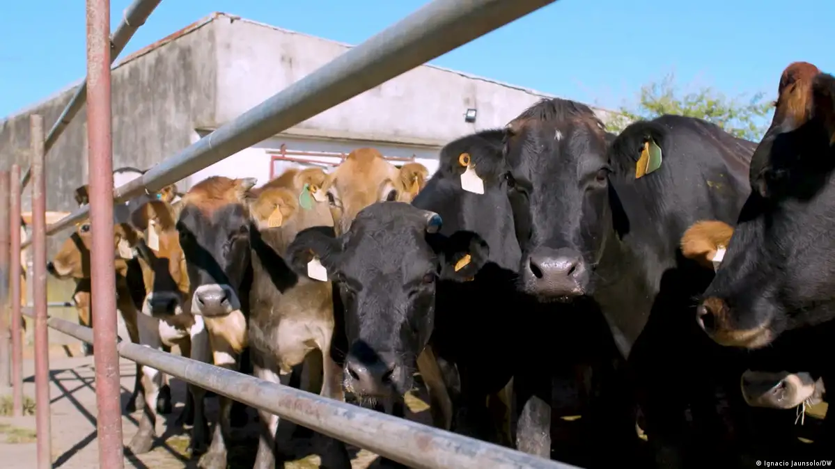 Internacional – Conservar el monte, conservar el agua (DW en Español)