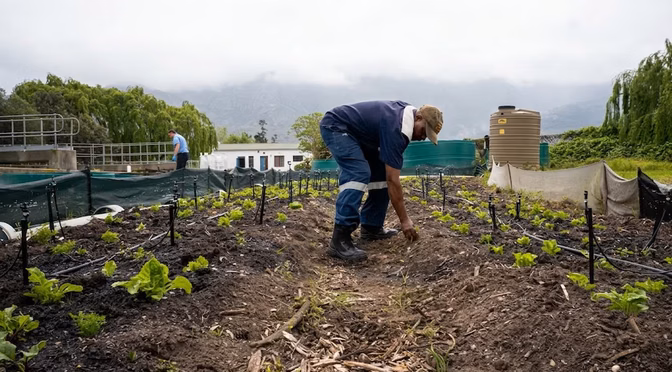 Mundo – Piedras, arena y madera quemada: el sistema que convierte aguas contaminadas en riego para alimentos en Sudáfrica (Infobae)