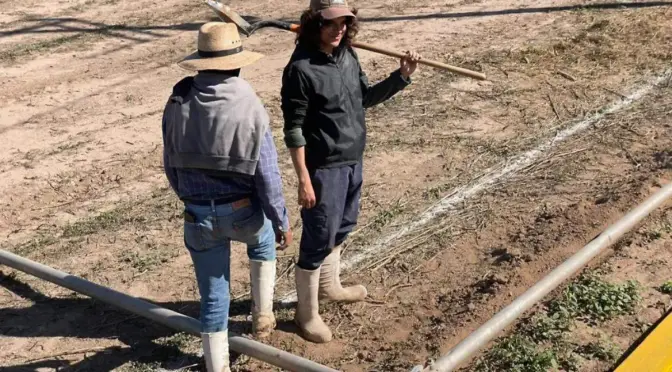 Sinaloa – El agua no basta: productores exigen financiamiento para reactivar el campo sinaloense