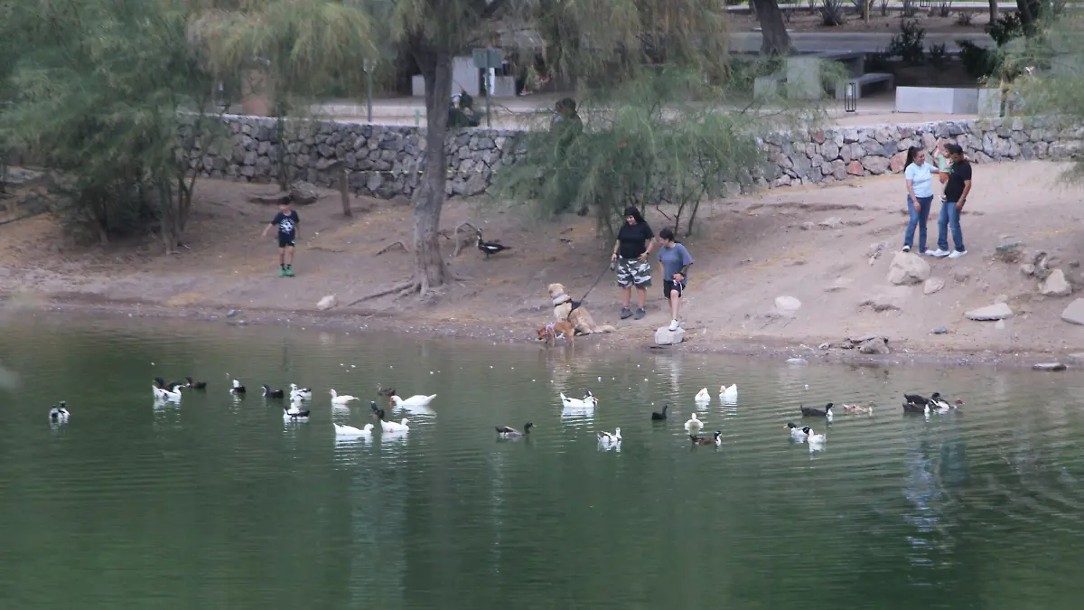 Sonora – Bosques urbanos y captación de agua de lluvia, estrategias para combatir el calor en Hermosillo (El Sol de Hermosillo)