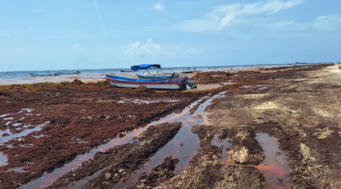 Quintana Roo – Playa del Carmen y Tulum concentran los mayores niveles de contaminación hídrica: Centinelas del Agua (La Jornada Maya)