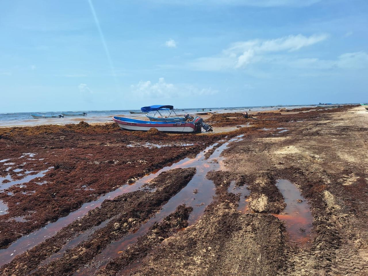 Quintana Roo – Playa del Carmen y Tulum concentran los mayores niveles de contaminación hídrica: Centinelas del Agua (La Jornada Maya)