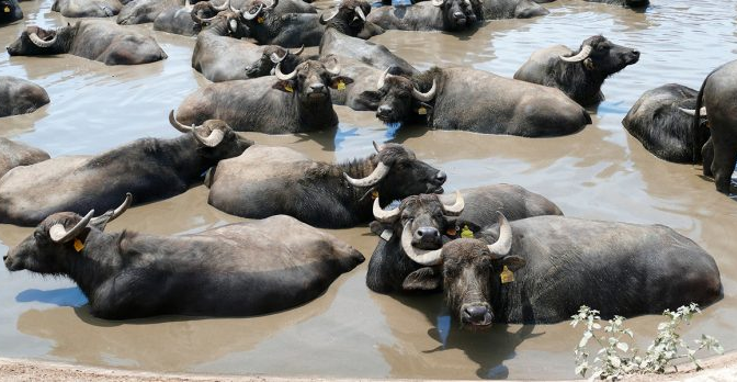 Internacional – Cómo los búfalos de agua están reconfigurando los humedales australianos y ponen en peligro a una tortuga sagrada (Infobae)