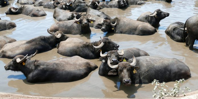 Internacional – Cómo los búfalos de agua están reconfigurando los humedales australianos y ponen en peligro a una tortuga sagrada (Infobae)