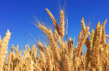 Sinaloa – Trigo con menos agua: evalúan alternativas de rendimiento ante sequía y calor en Sinaloa (Agrolatam)