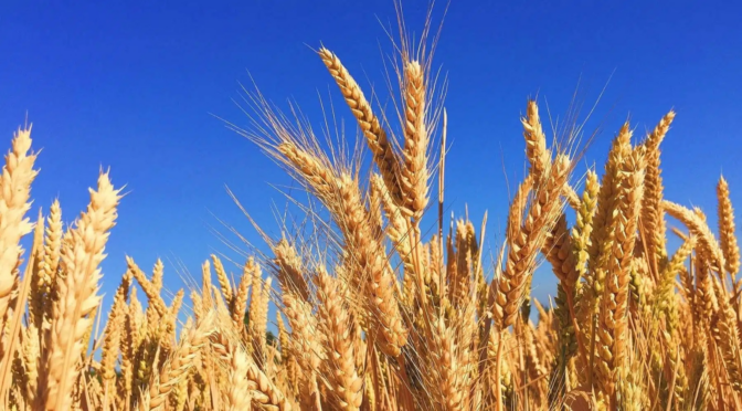 Sinaloa – Trigo con menos agua: evalúan alternativas de rendimiento ante sequía y calor en Sinaloa (Agrolatam)