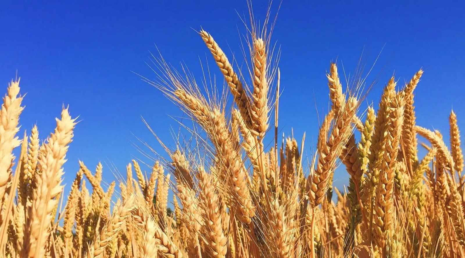 Sinaloa – Trigo con menos agua: evalúan alternativas de rendimiento ante sequía y calor en Sinaloa (Agrolatam)
