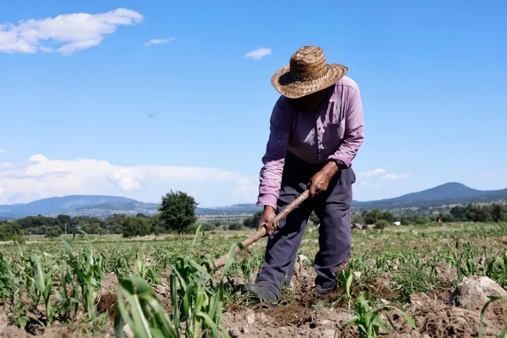 México – Sequía y falta de agua ponen presión sobre la producción agrícola en México (Reto Diario)