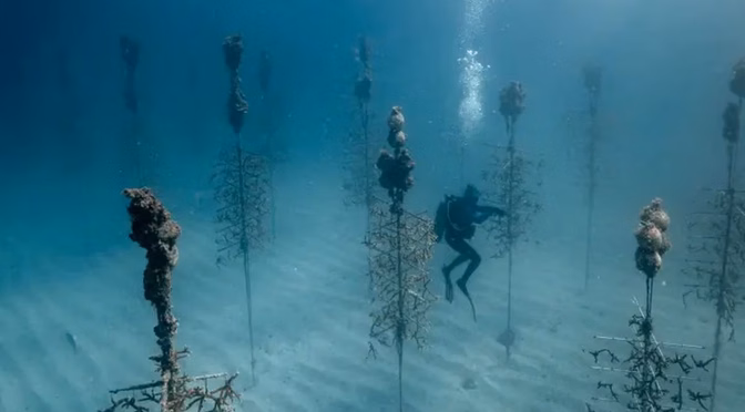 Estados Unidos – Un buceador creó una red para restaurar arrecifes de coral en los Cayos de Florida (AS)