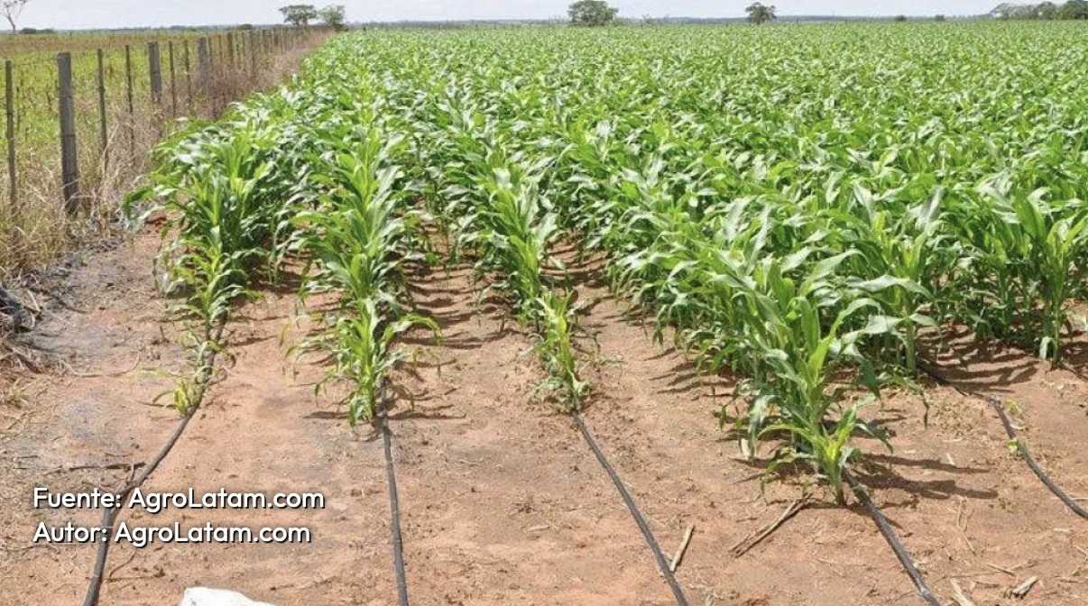 Mundo – El agua desplaza al rendimiento y se vuelve prioridad estratégica para la agricultura mundial (AgroLatam)