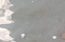 San Luis Potosí – Denuncian posible contaminación en el río Tazaquil; piden investigar descargas (El Sol de San Luis)